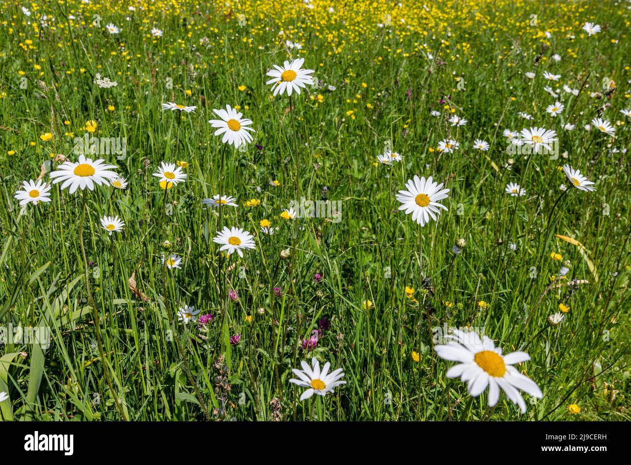 Oxeye daisies Cambridgeshire Stock Photo