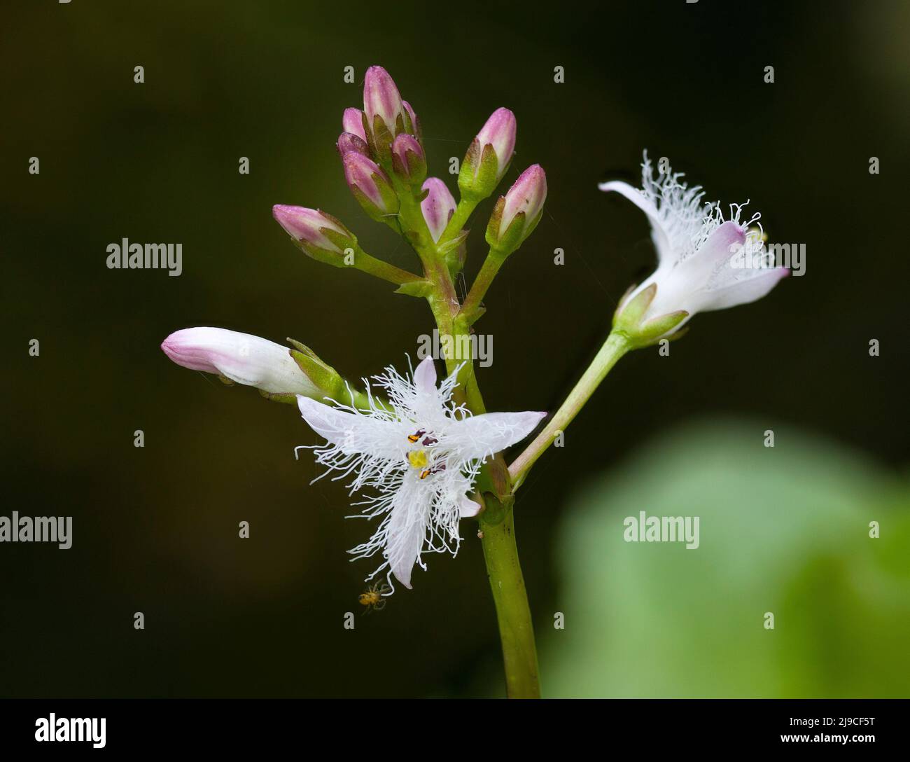 Pond plant, Bogbean, Menyanthes trifoliata, white hairy flower Stock Photo