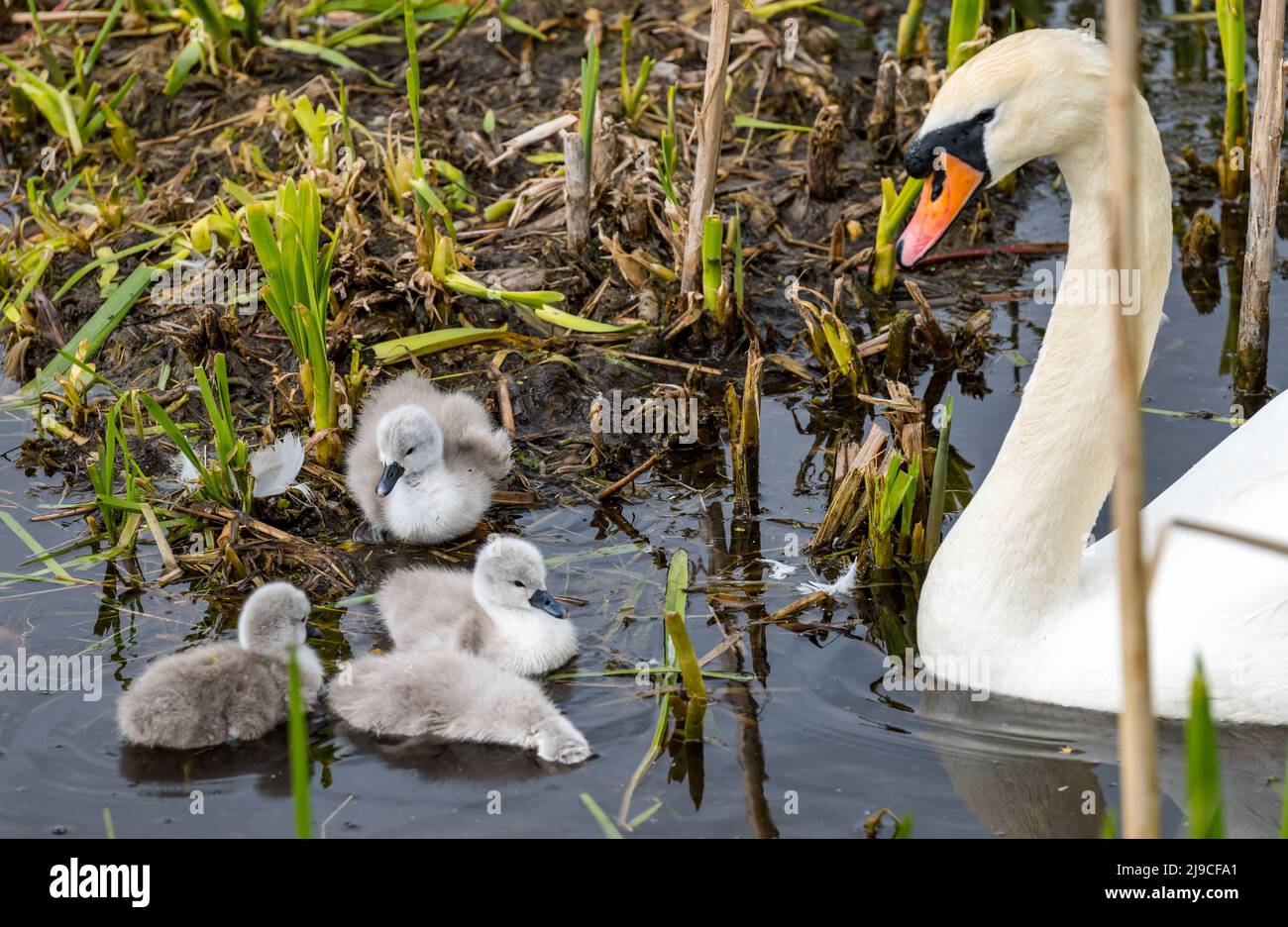 East Lothian, Scotland, United Kingdom, 22nd May 2022. Day old cygnets take to the water: A pair of mute swans take their newly hatched cygnets for a swim in the reservoir. Unfortunately one cygnet lies dead in the water next to the nest Stock Photo