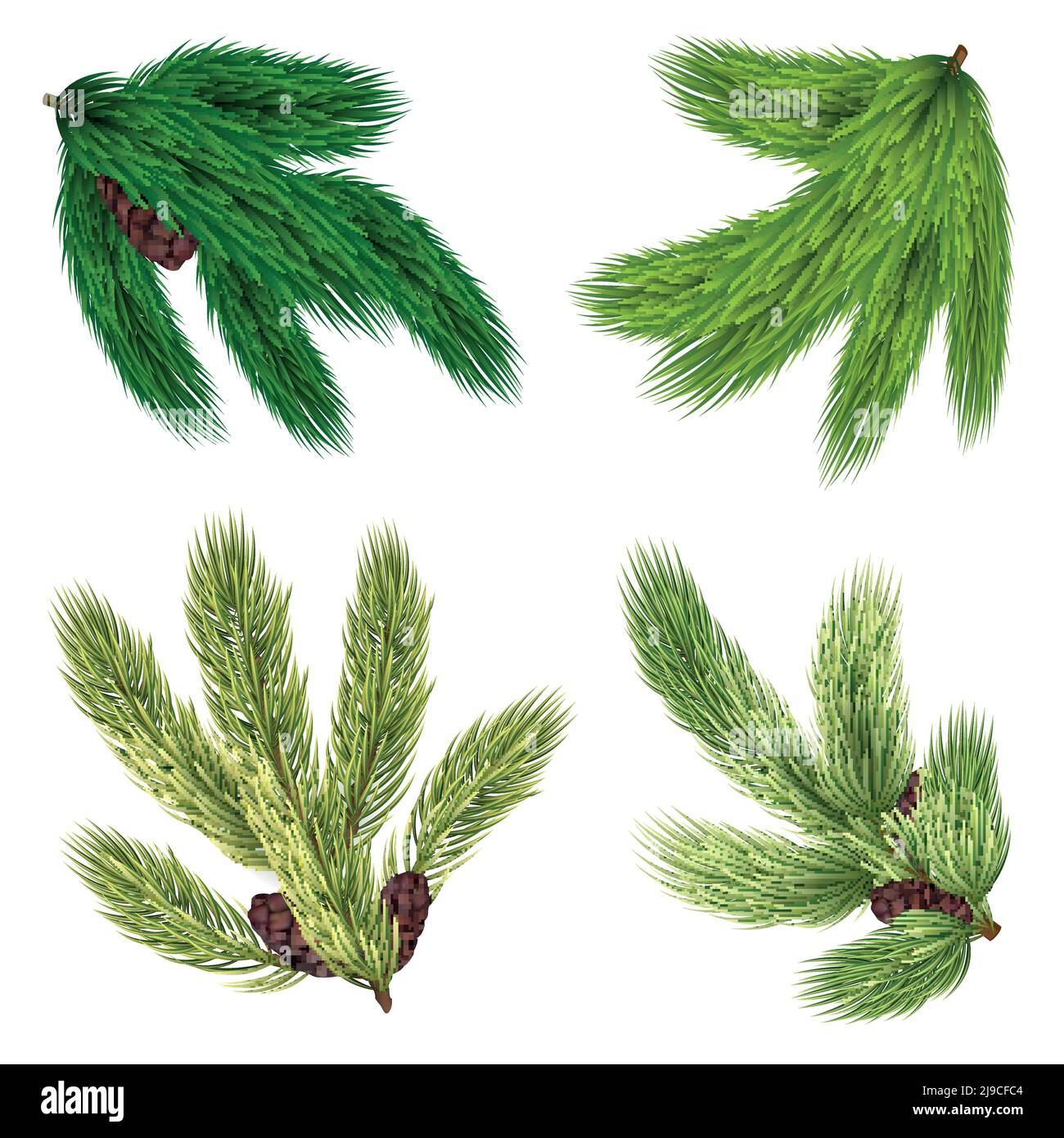 Green branches of coniferous trees collection with cones in realistic ...