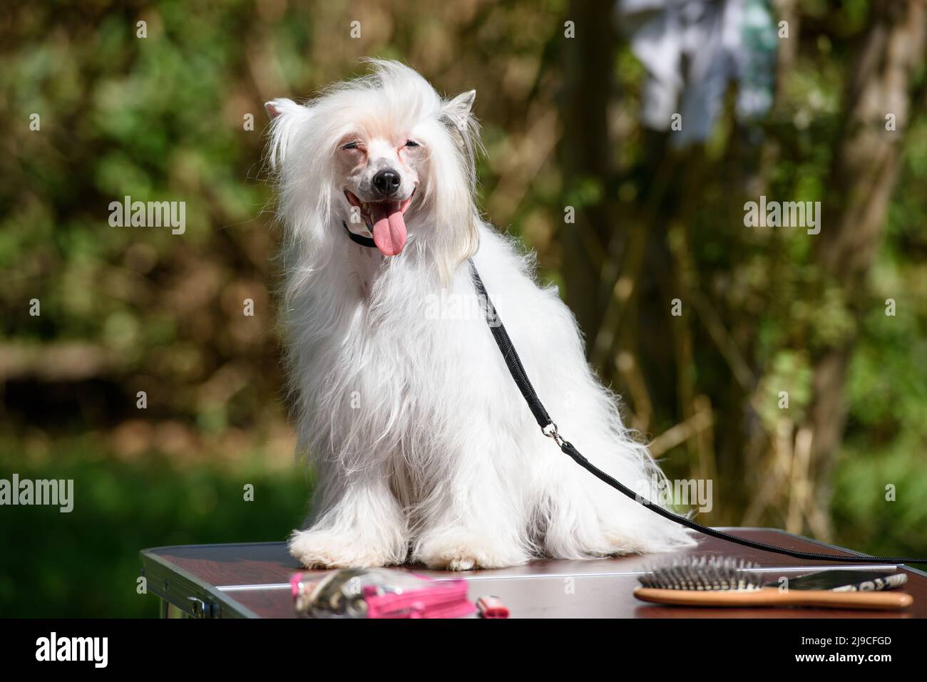 The white dog of the Chinese crested breed stuck out its tongue and looks merrily to the right. The dog is sitting on a table in the park. Close-up. Stock Photo