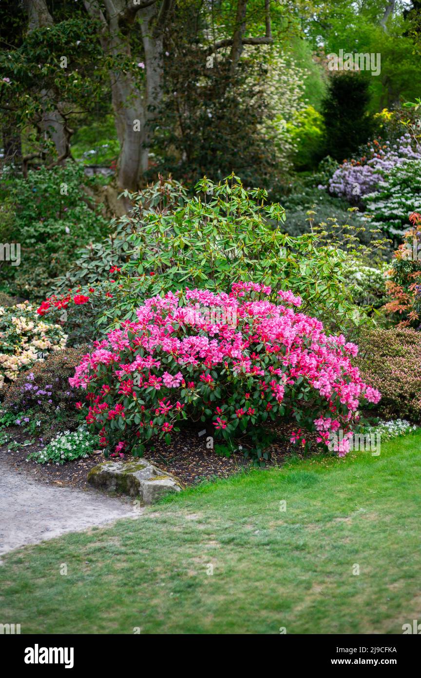 Garden with blooming trees during spring time Stock Photo