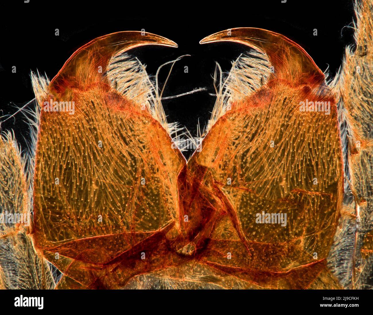 Spider jaws, Trochosa terricola, female, darkfield photomicrograph Stock Photo