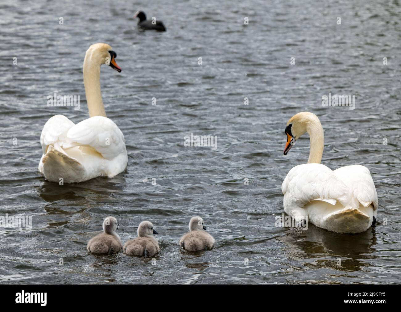 East Lothian, Scotland, United Kingdom, 22nd May 2022. Day old cygnets take to the water: A pair of mute swans take their newly hatched cygnets for a swim in a reservoir Stock Photo