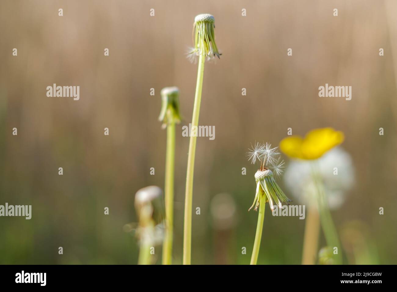 on a dandelion are still few seeds available Stock Photo