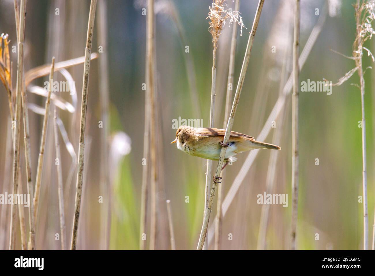 A Small Reed a small reed warbler sitting on a reed Stock Photo - Alamy