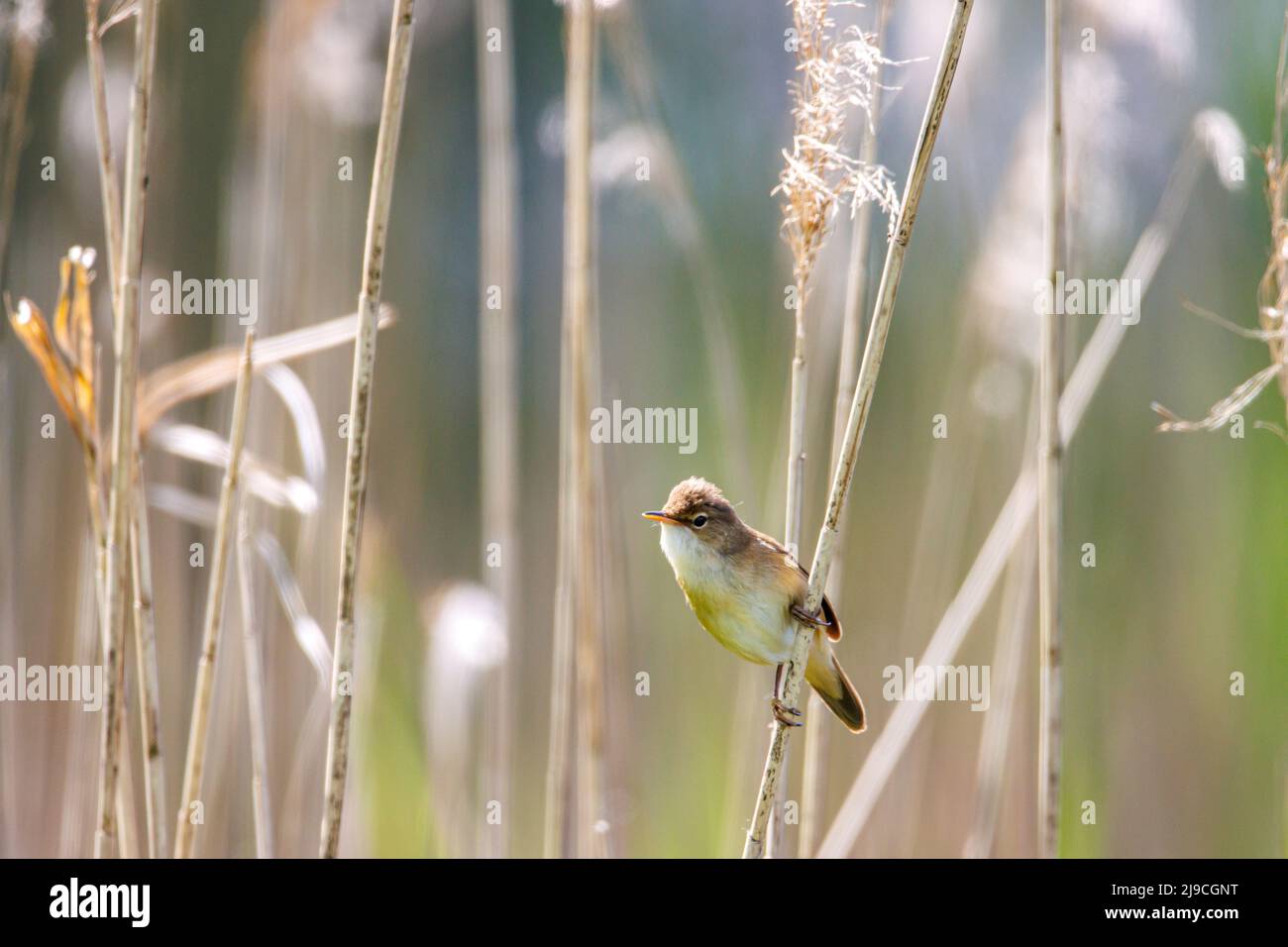 A Small Reed a small reed warbler sitting on a reed Stock Photo - Alamy