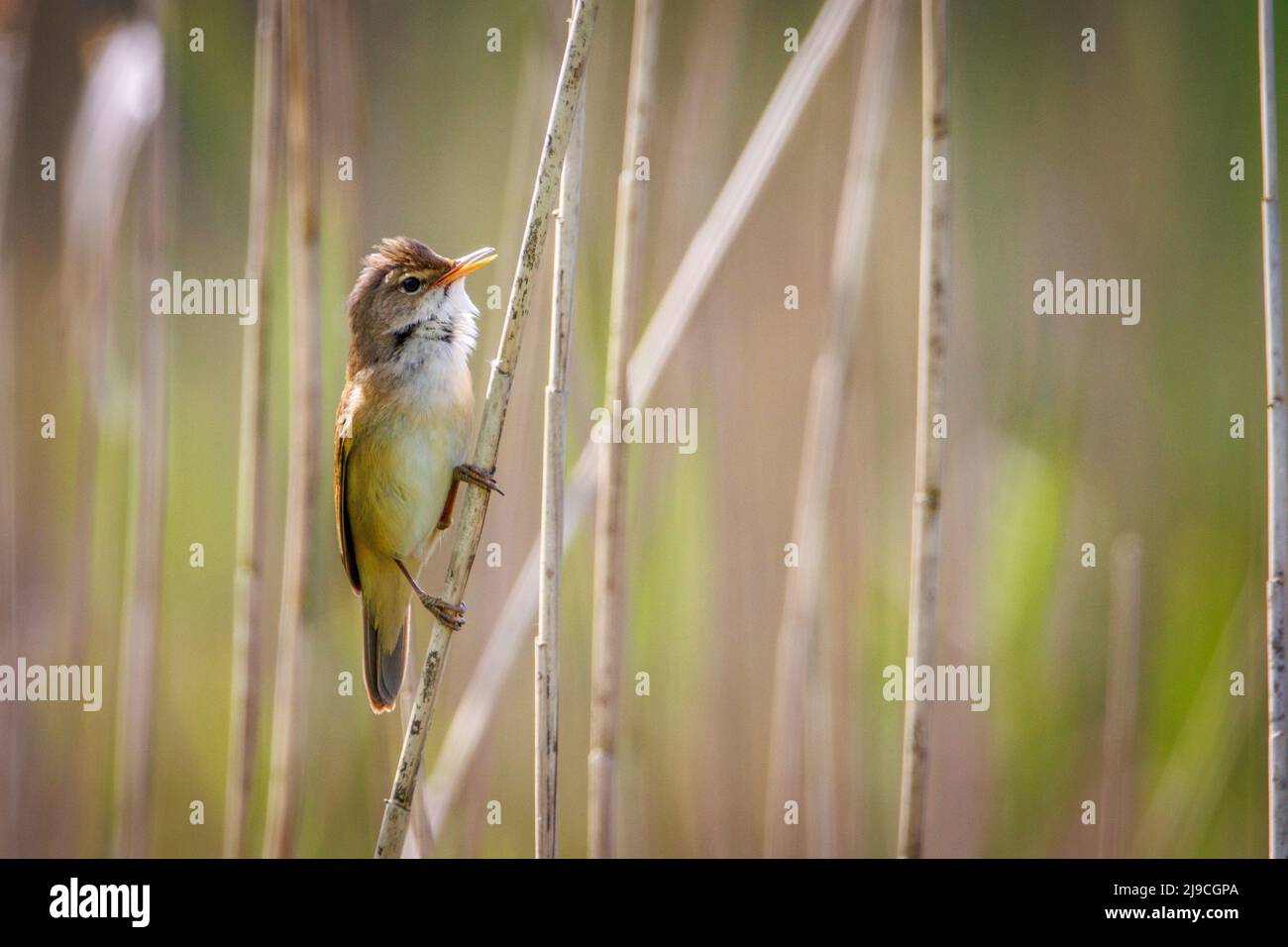 A Small Reed a small reed warbler sitting on a reed Stock Photo - Alamy