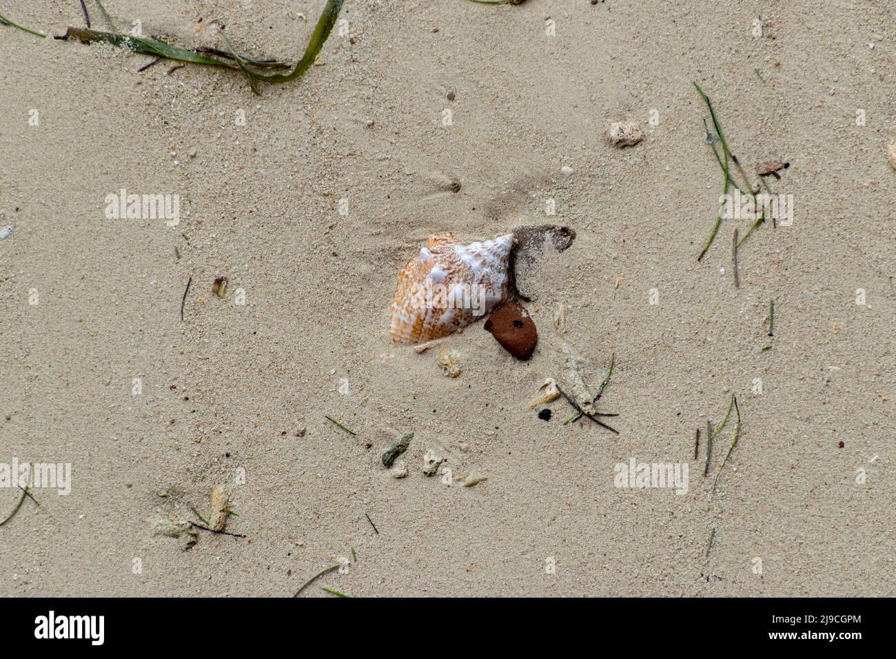 A sea shell embedded in a sand beach at Dry Tortugas National Park Stock Photo