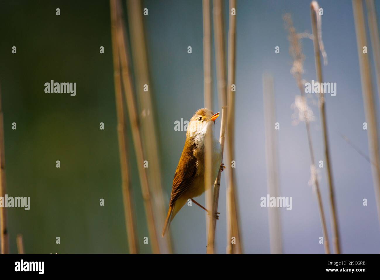 A Small Reed a small reed warbler sitting on a reed Stock Photo - Alamy