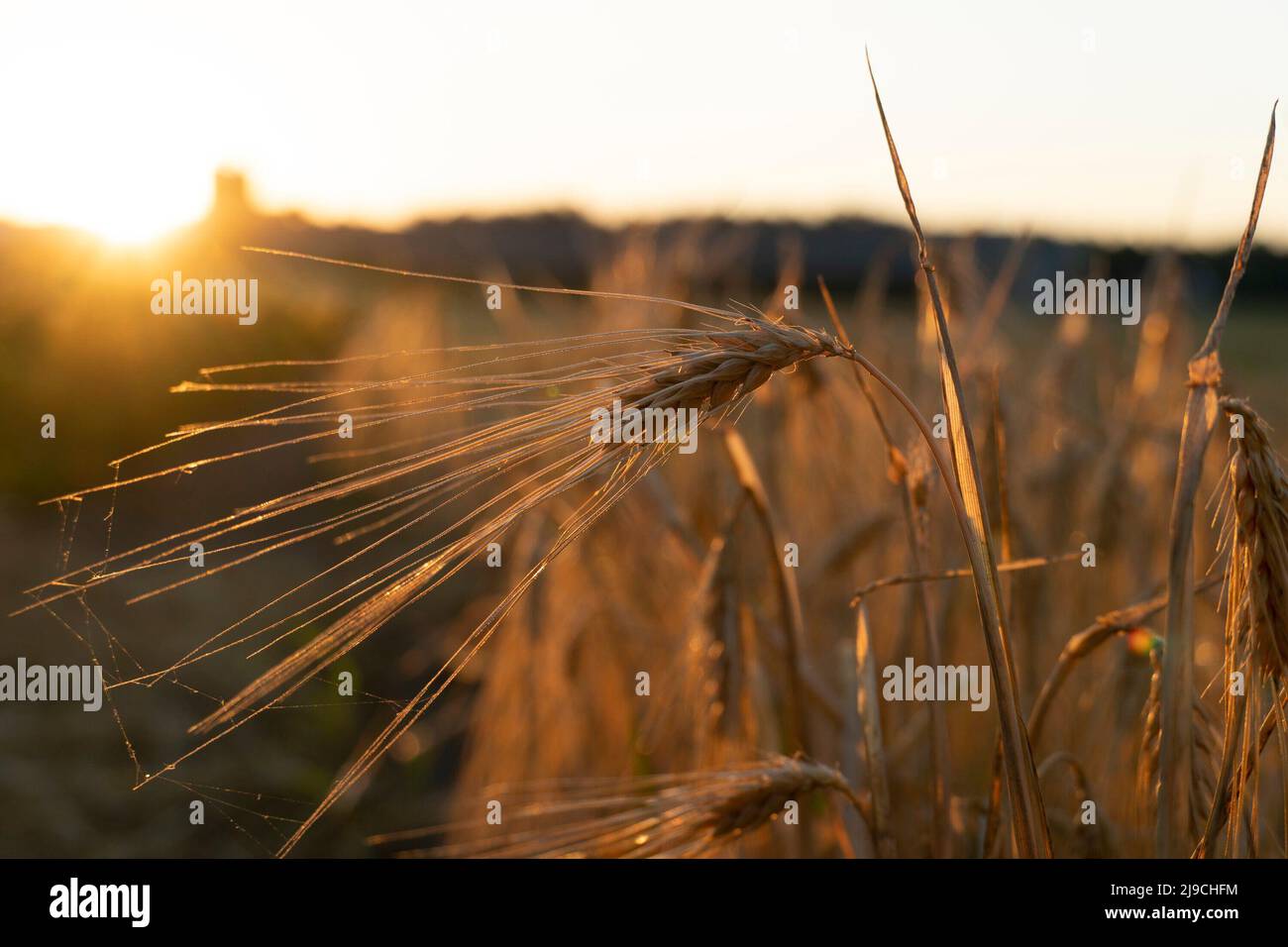 early morning sunshine on the wheat field Stock Photo