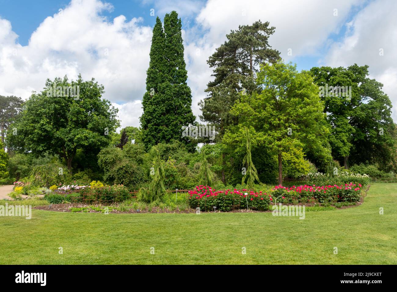 RHS Wisley Garden, May view with pink peonies in flower and trees, Surrey, England, UK Stock Photo
