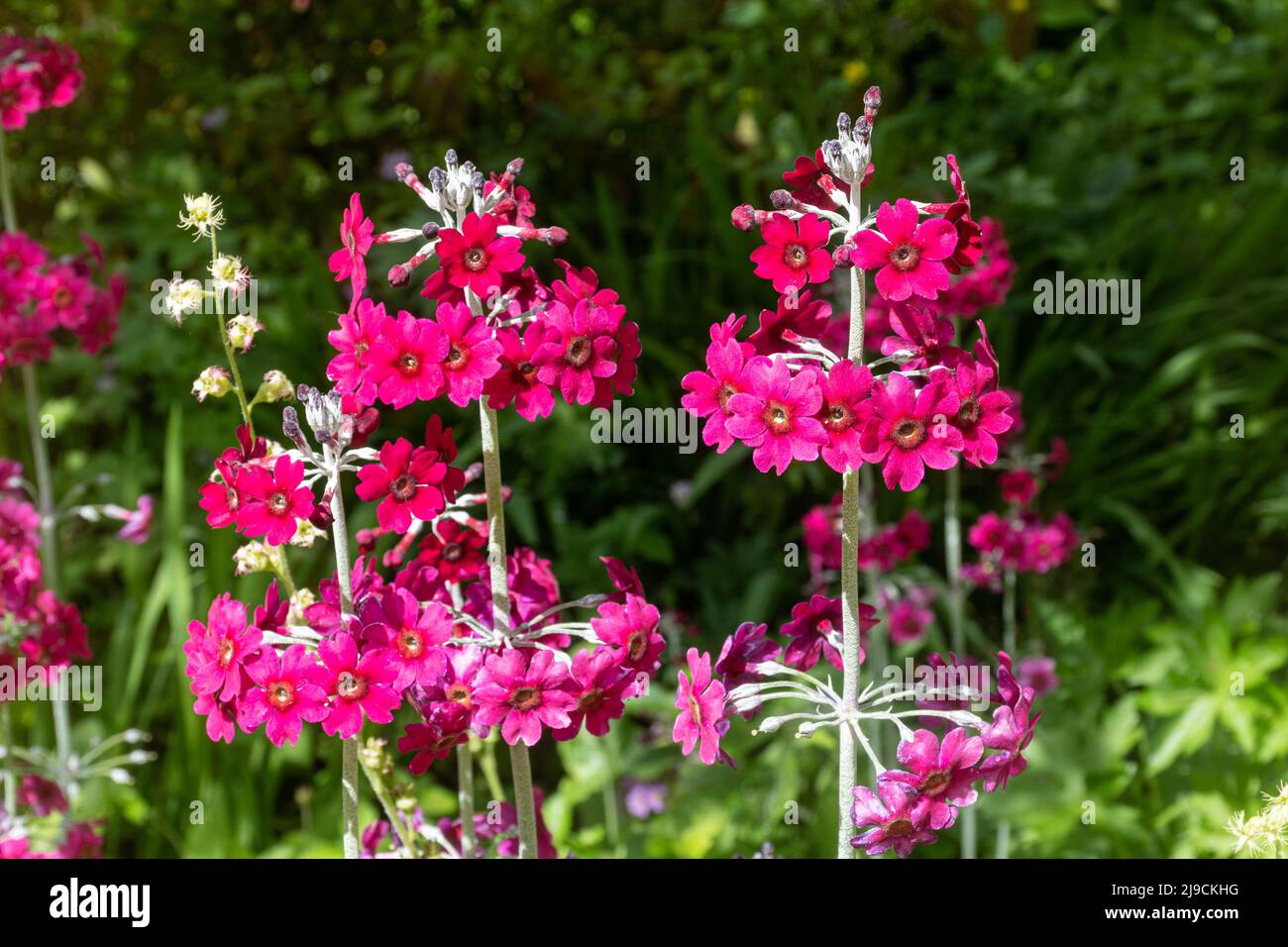 Primula Candelabra growing in Oakwood area of RHS Wisley Garden, Surrey, England, UK, during May Stock Photo