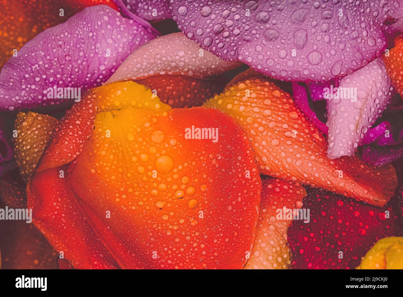 Roses petals hi-res stock photography and images - Alamy