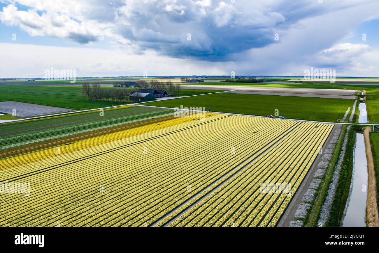 Yellow tulip field in the north of the Netherlands Stock Photo - Alamy
