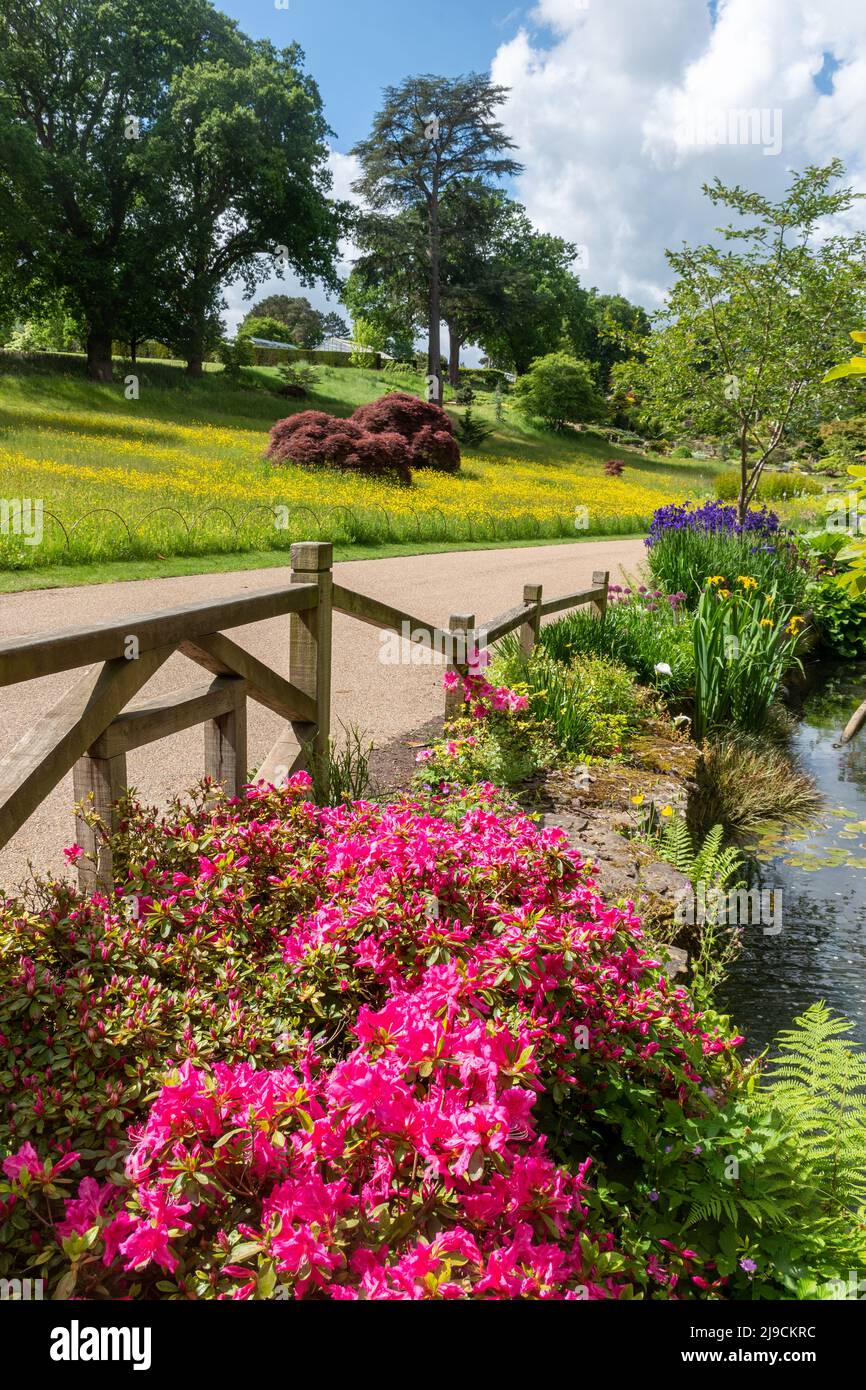 RHS Wisley Garden, view of the Rock Garden during May or late spring, Surrey, England, UK, with flowering shrubs azaleas Stock Photo