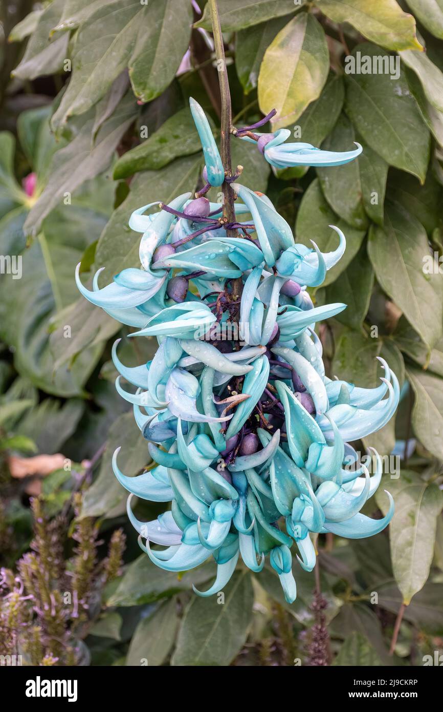 Strongylodon macrobotrys flower, commonly known as jade vine, emerald vine or turquoise jade vine, in RHS Wisley Garden glasshouse, Surrey, UK Stock Photo