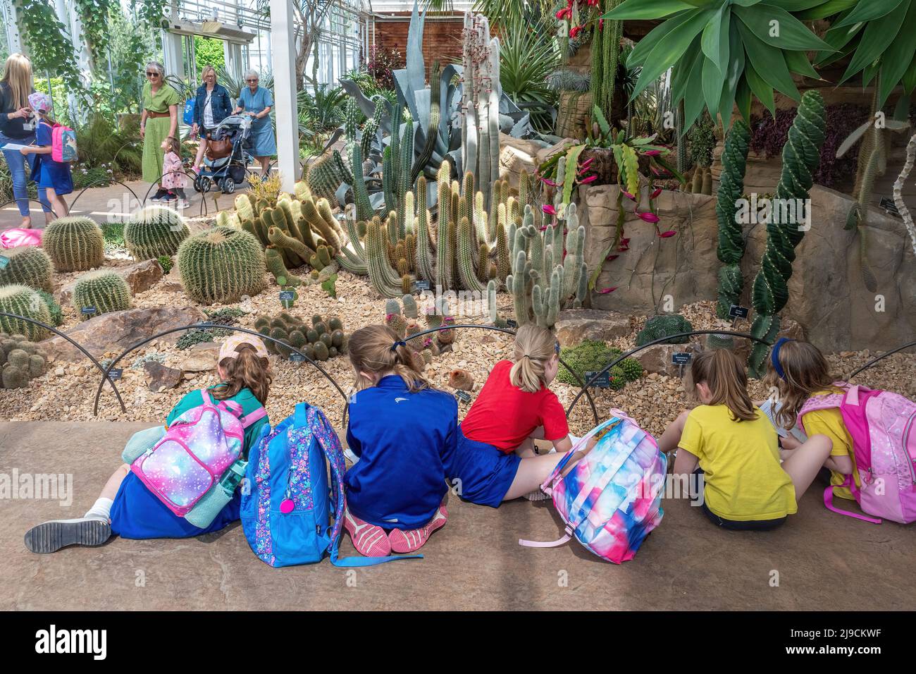 Primary school pupils, young girls, on a school trip to Wisley Garden. Drawing pictures of cacti in the glasshouse. Stock Photo