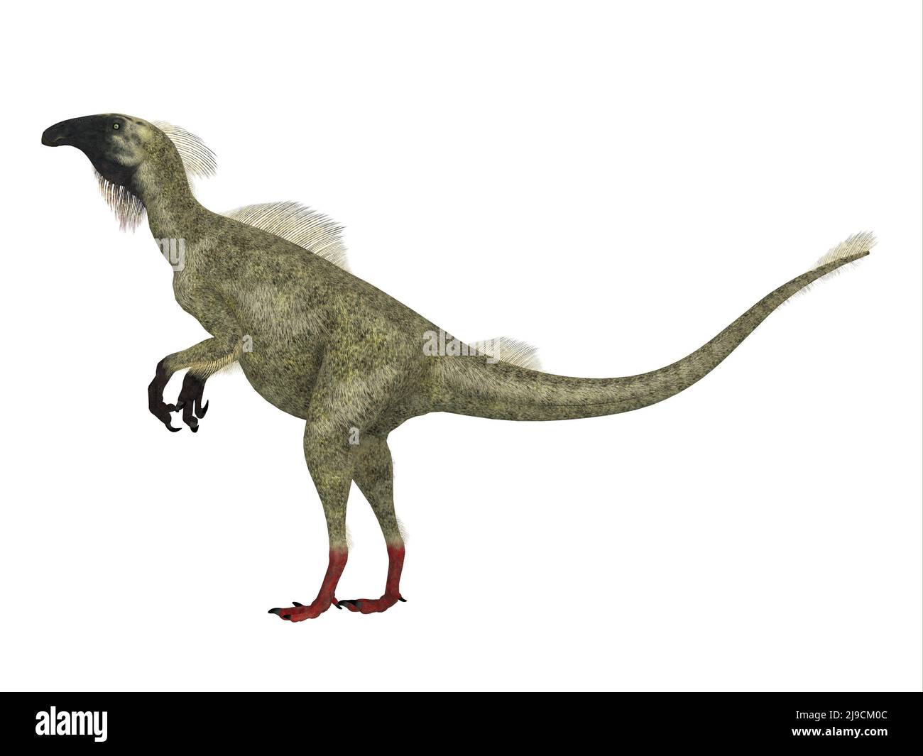 Beipiaosaurus was a feathered theropod dinosaur that lived in China during the Cretaceous Period. Stock Photo