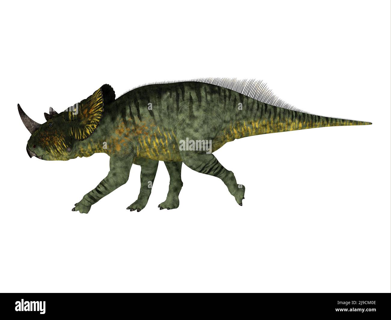 Brachyceratops was a Ceratopsian herbivorous dinosaur that lived in North America during the Cretaceous Period. Stock Photo