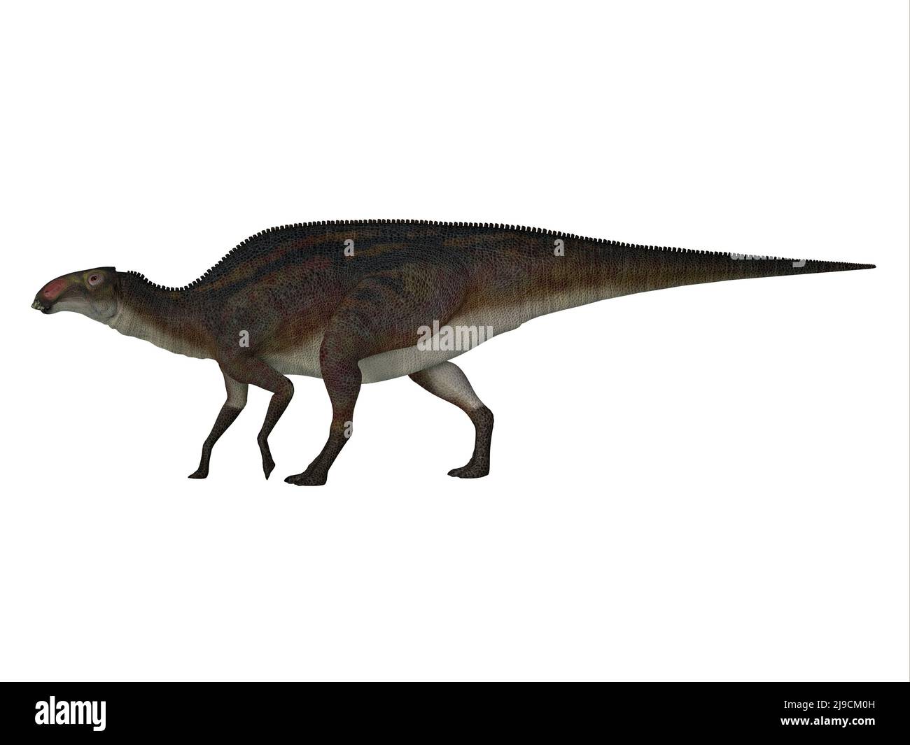 Brachylophosaurus was a herbivorous hadrosaur dinosaur that lived in North America during the Cretaceous Period. Stock Photo