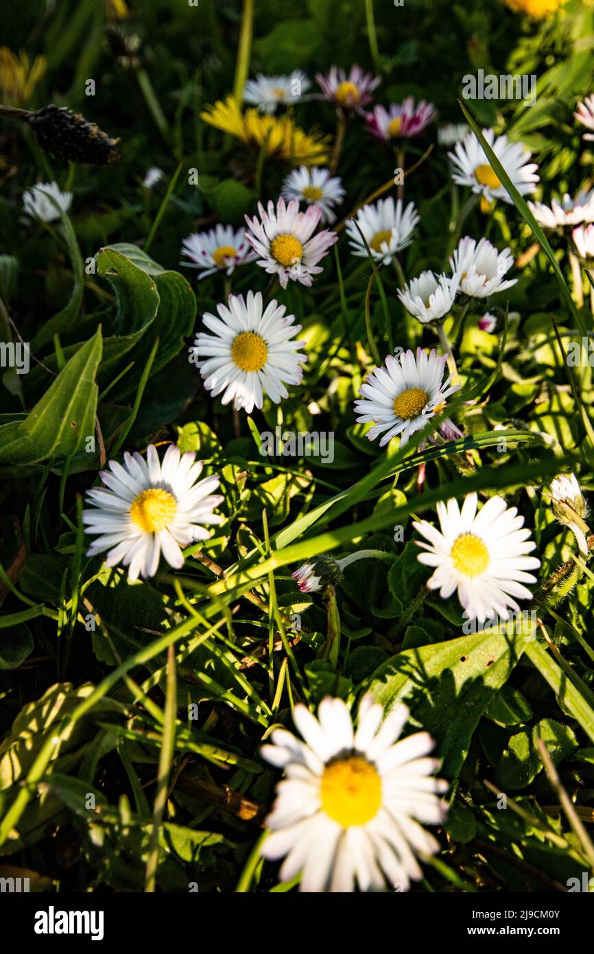 Dandelion daisy flowers hi-res stock photography and images - Alamy