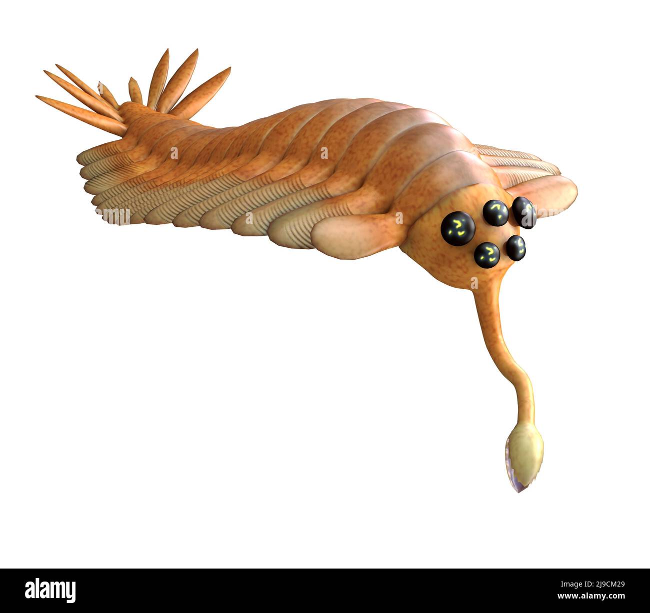 Opabinia was an arthropod predatory animal that lived in the seas of the Cambrian Age of British Columbia. Stock Photo