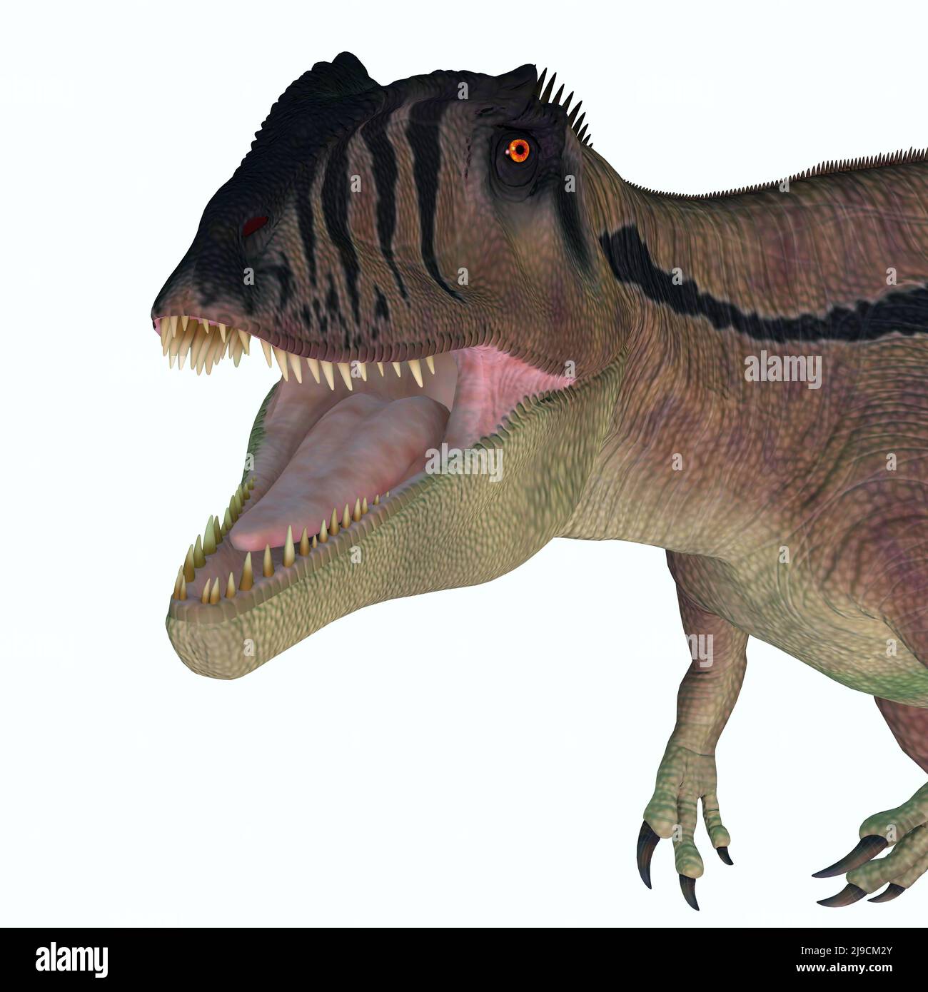 Carcharodontosaurus was a predatory theropod dinosaur in the Sahara, Africa during the Cretaceous Period. Stock Photo