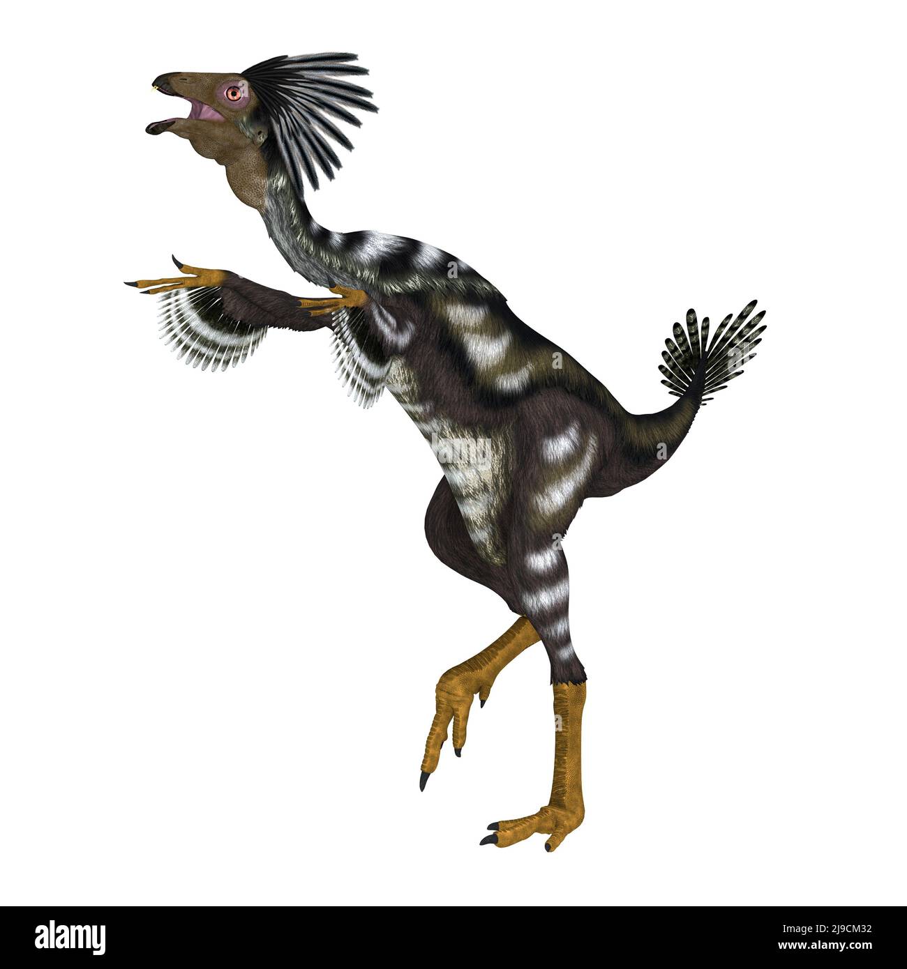 Caudipteryx was an carnivorous predatory bird that lived in China during the Cretaceous Period. Stock Photo