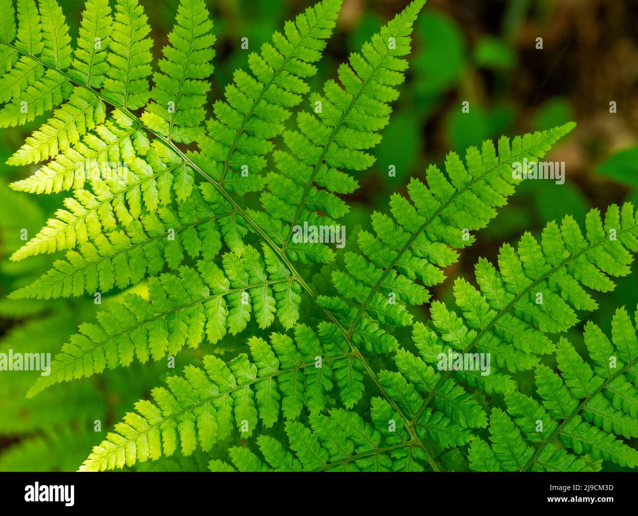 Single fern leaf showing its structure, with sunlight reflecting on the fronds Stock Photo
