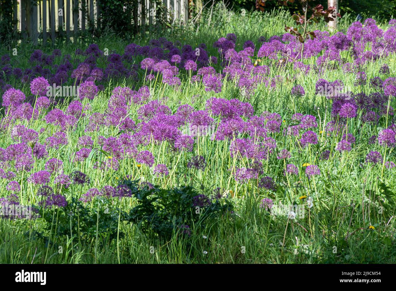 The Allium Meadow at RHS Wisley Garden during May with purple alliums in flower, Surrey, England, UK Stock Photo