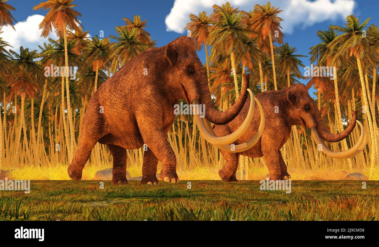 The Columbian Mammoth was a herbivorous elephant that lived in North America during the Pleistocene Era. Stock Photo