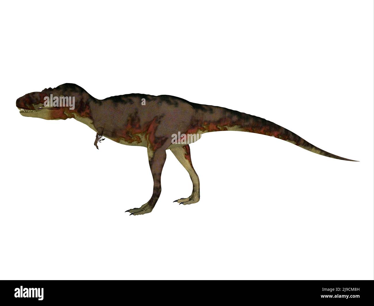 Daspletosaurus was a carnivorous theropod dinosaur that lived in North America during the Cretaceous Period. Stock Photo