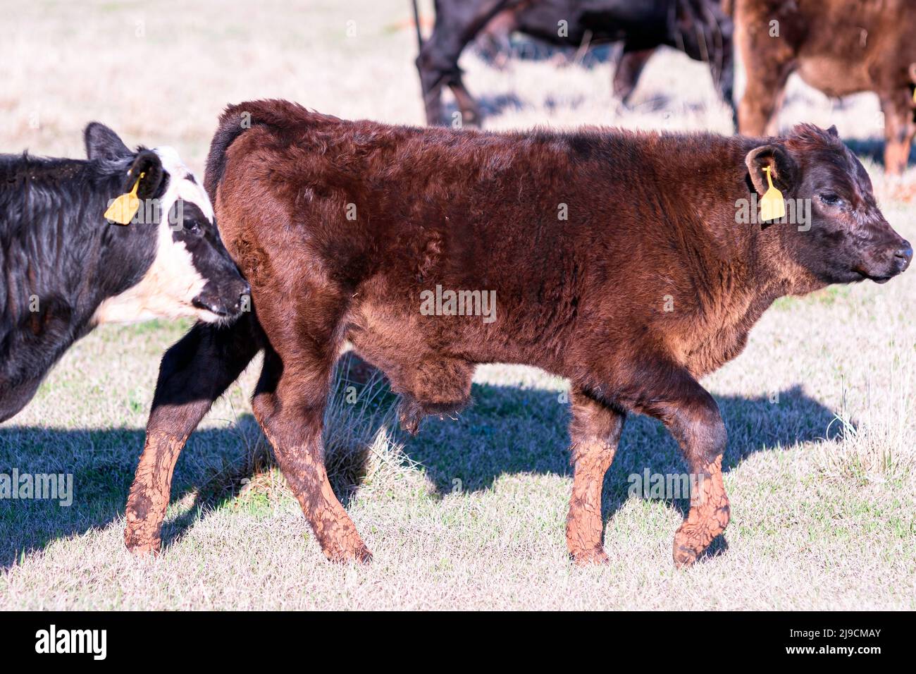 Angus crossbred calf with an abdominal hernia in its navel region. Stock Photo