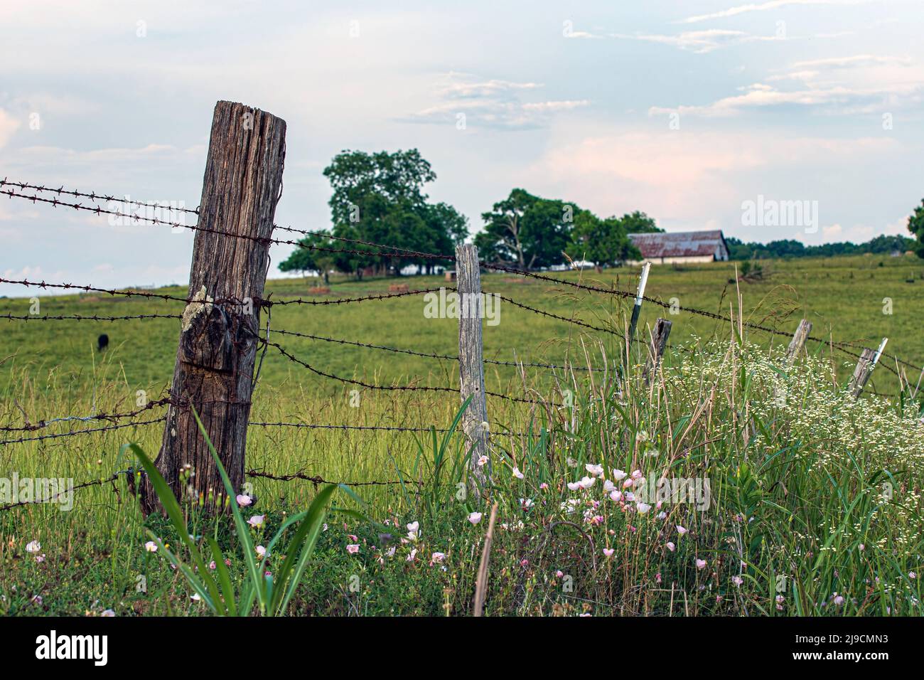 Wooden fence post of a barbed wire fence with spring wild flowers in bloom in the foreground and pasture and barn in the background. Stock Photo