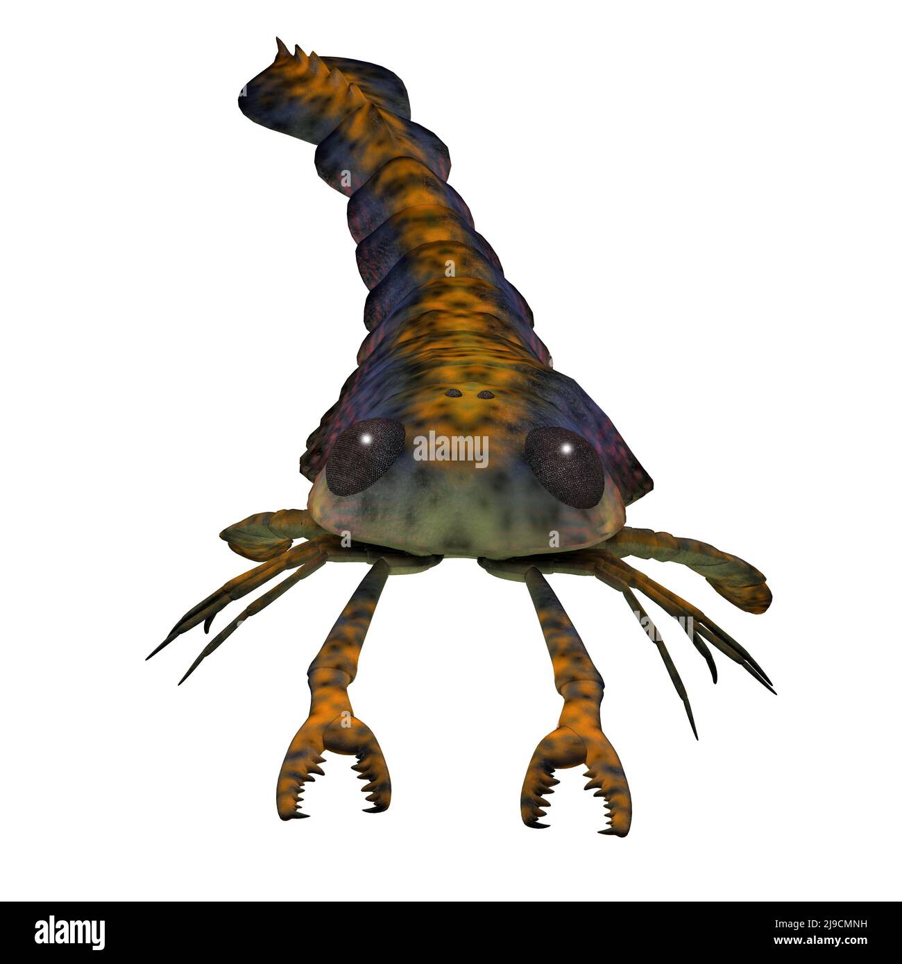 Pterygotus was a carnivorous sea scorpion that lived in worldwide seas of the Silurian and Devonian Periods. Stock Photo