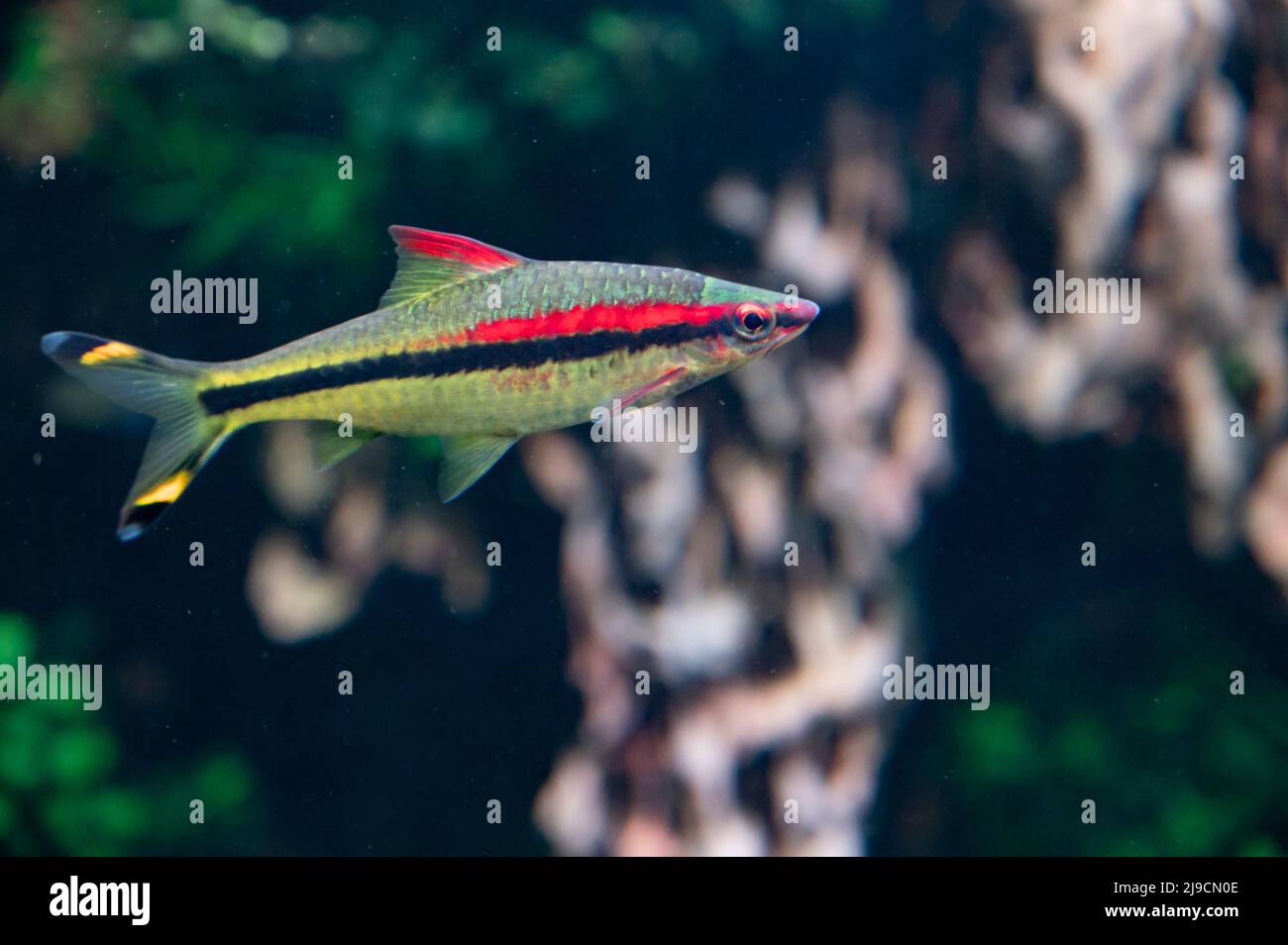 Colorful tetra fish in hobby auqarium with green water plants Stock Photo