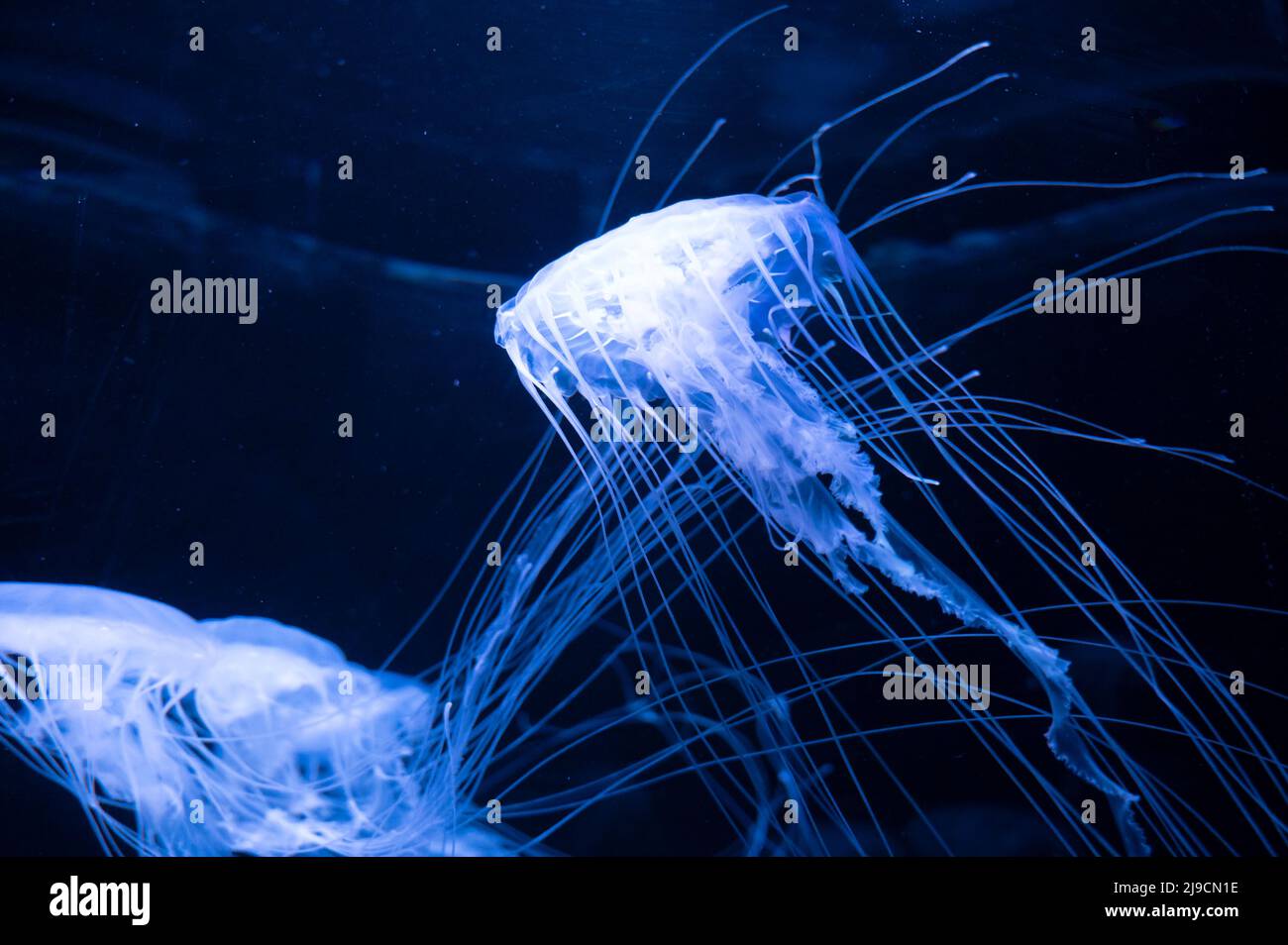 Sanderia malayensis jellyfish family Pelagiidae, native to tropical Indo-Pacific close up Stock Photo