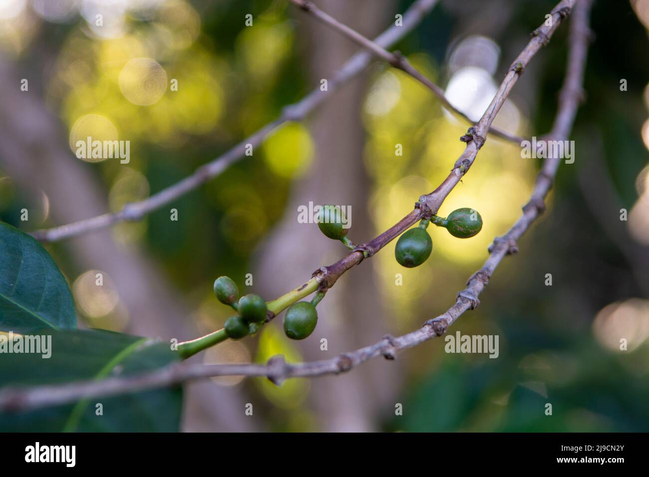 Arabica Coffee Tree With Green Ripening Coffee Cherries Berries On