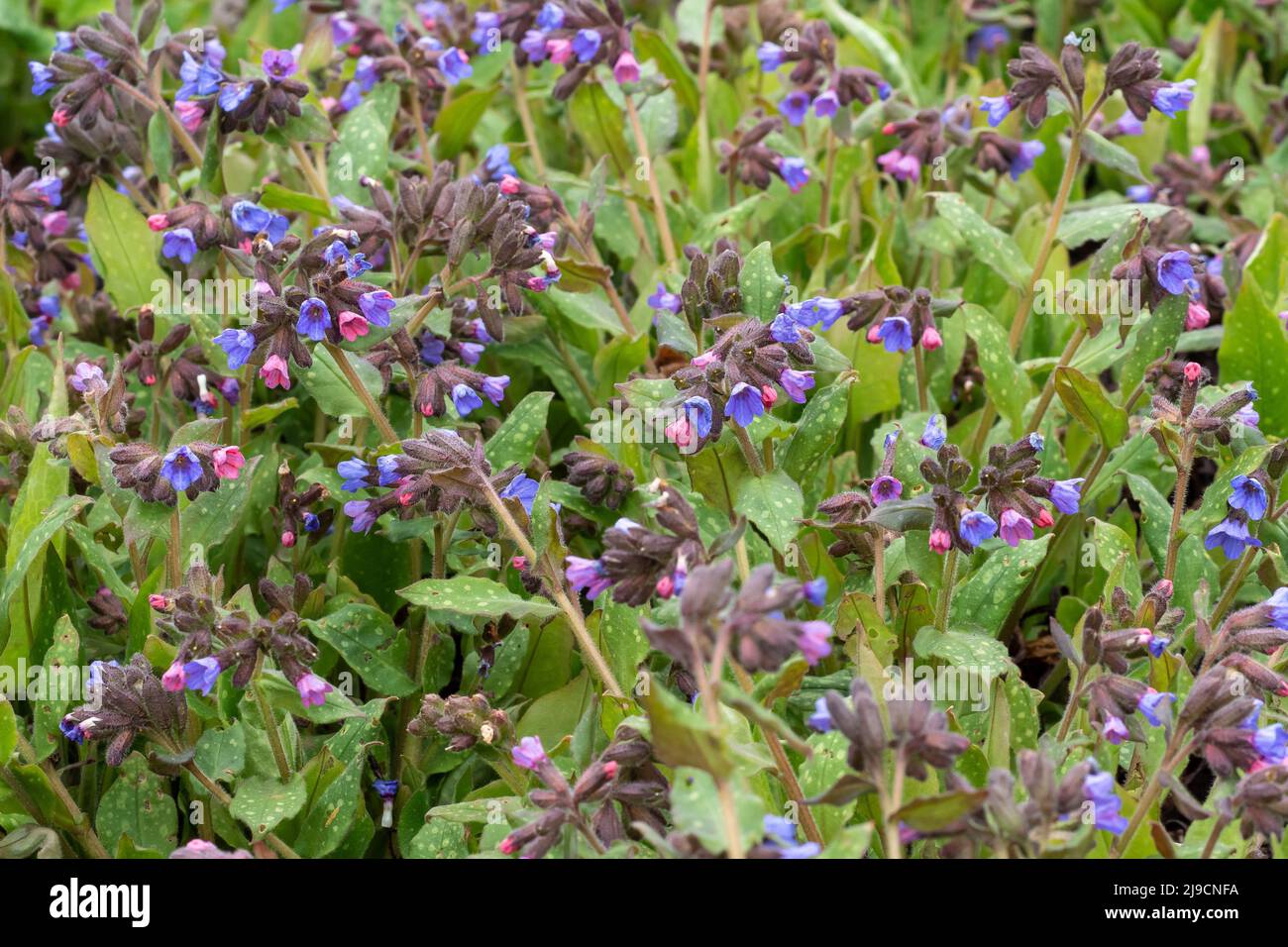 Lungwort flowers (Pulmonaria officinalis). The first spring flowers. Medicinal plants Stock Photo