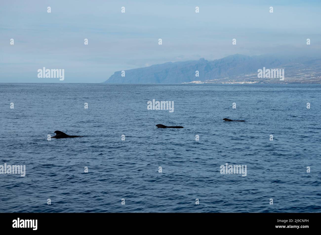 Whales watching from boat, spotted family of whales near coast of