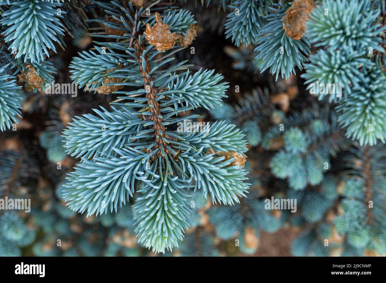 Young shoots on branches blue spruce. Stock Photo