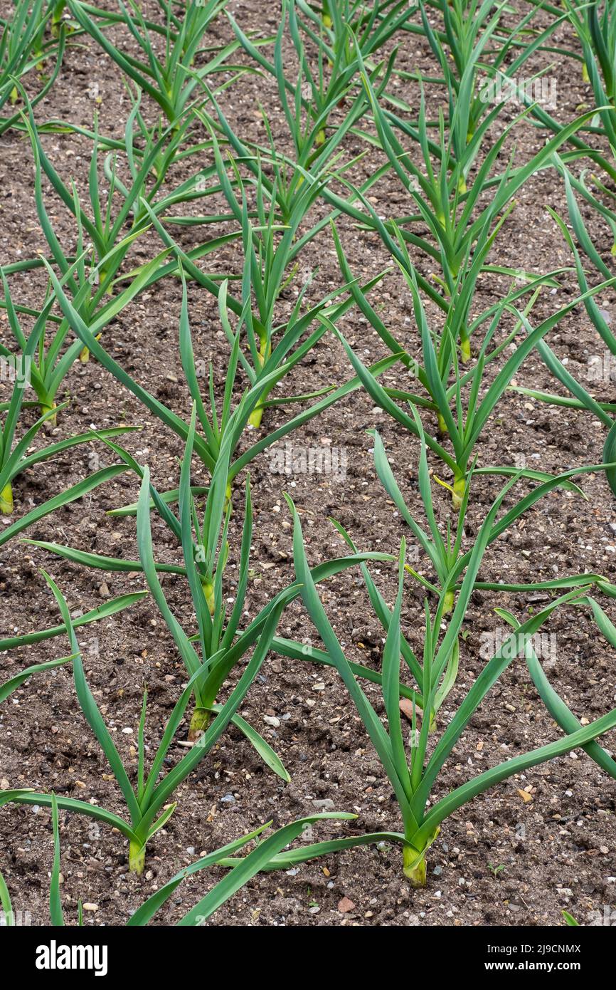 Leeks growing in the garden. The broadleaf wild leeks in a soil Stock Photo Alamy