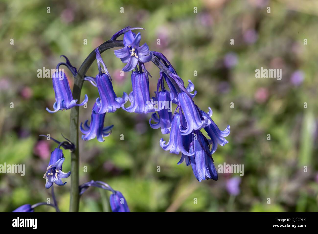 The head of a Common Bluebell flower Hyacinthoides non-scripta in early May in a residential domestic garden Stock Photo