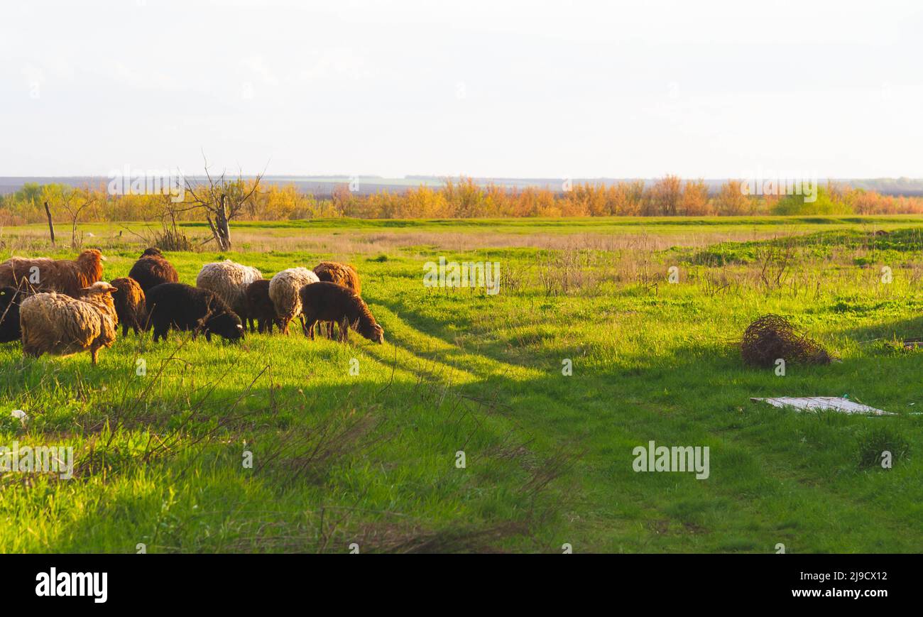 A flock of sheep. Sheep in the pasture. The herd is grazing in the ...