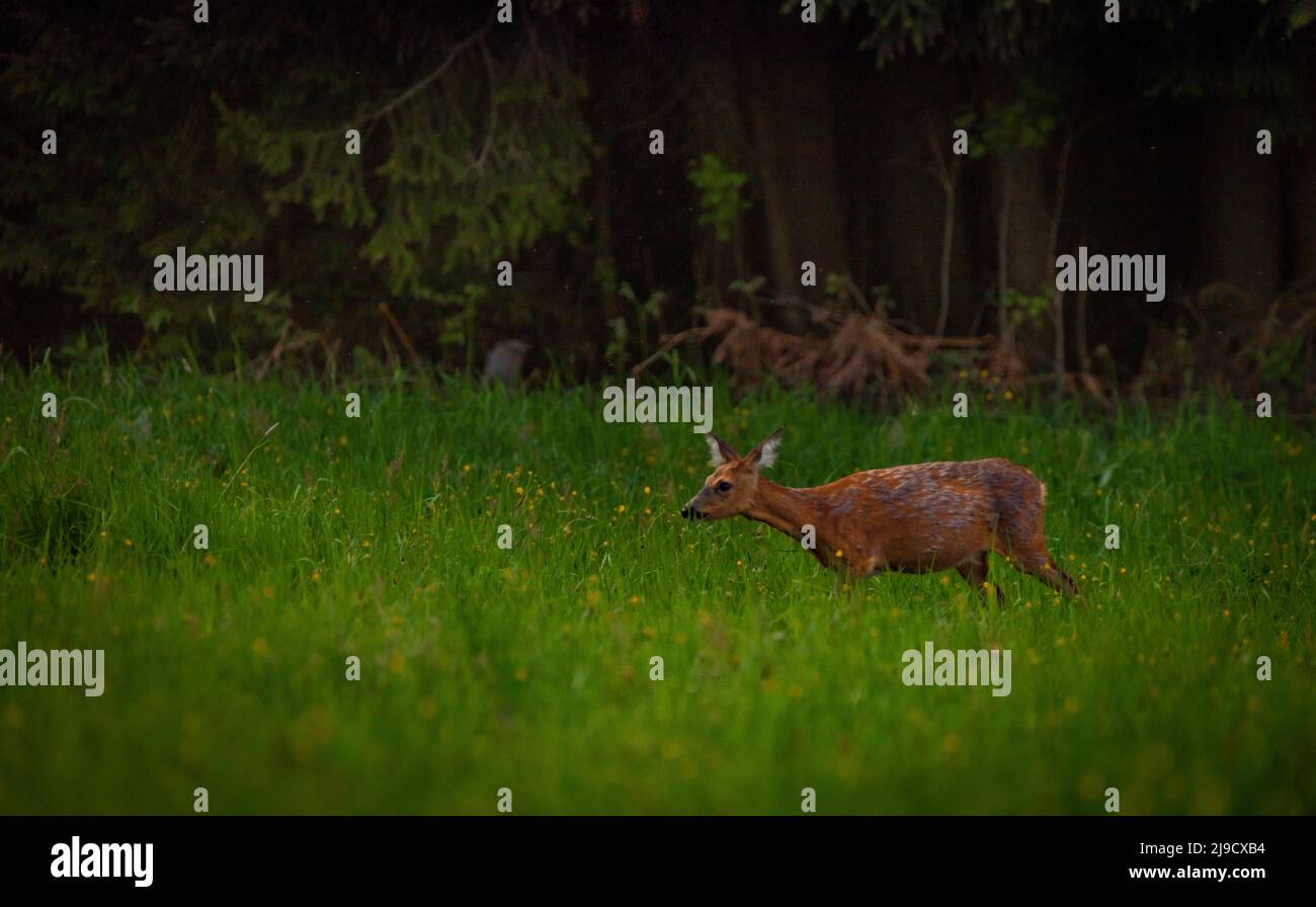 Young roe deer walking on hi-res stock photography and images - Alamy