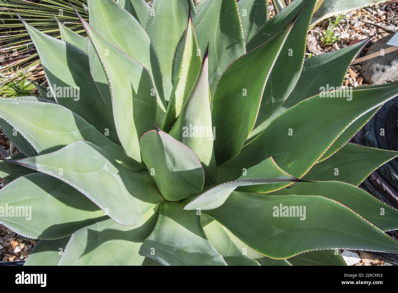 Agave in Logan Botanic Garden,s near Port Logan in Dumfries & Galloway, features plants from the Southern hemisphere ( America, S Africa,Australasia). Stock Photo