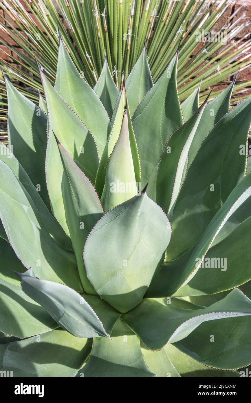 Agave in Logan Botanic Garden,s near Port Logan in Dumfries & Galloway, features plants from the Southern hemisphere ( America, S Africa,Australasia). Stock Photo