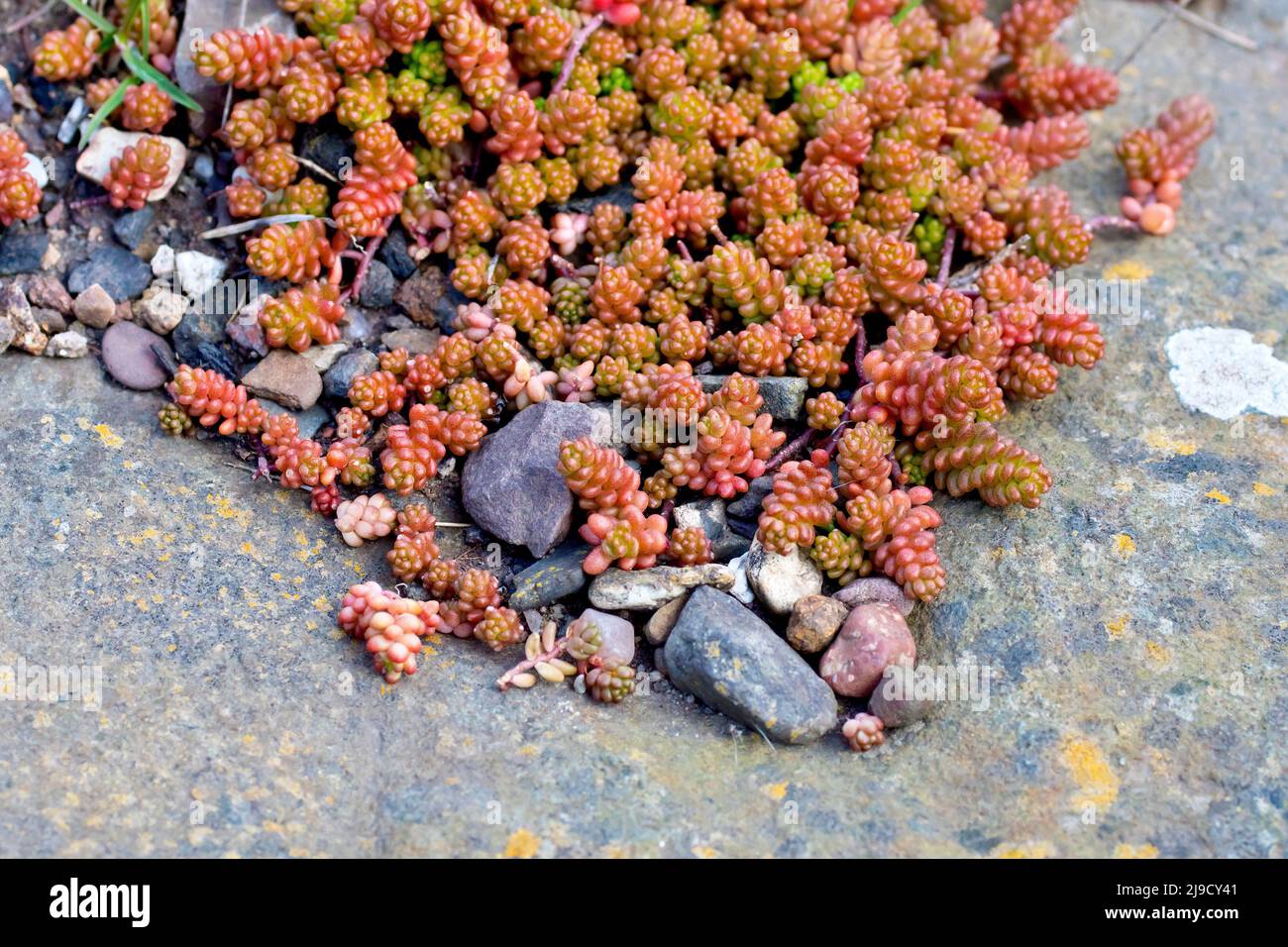 Biting Stonecrop or Wall Pepper (sedum acre), close up showing the succulent leaves and stems of the plant spreading across the surface of a boulder. Stock Photo