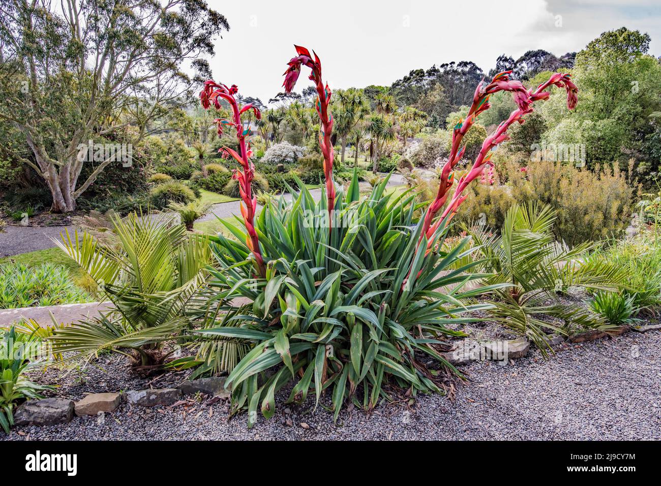 Logan Botanic Gardens near Port Logan in Dumfries & Galloway features plants from the Southern hemisphere ( America, S Africa,Australasia). Stock Photo